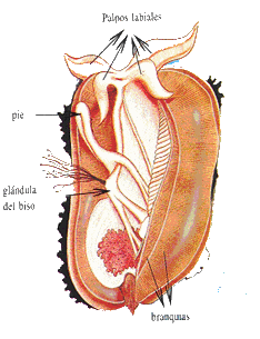 Anatomía del Mejillón